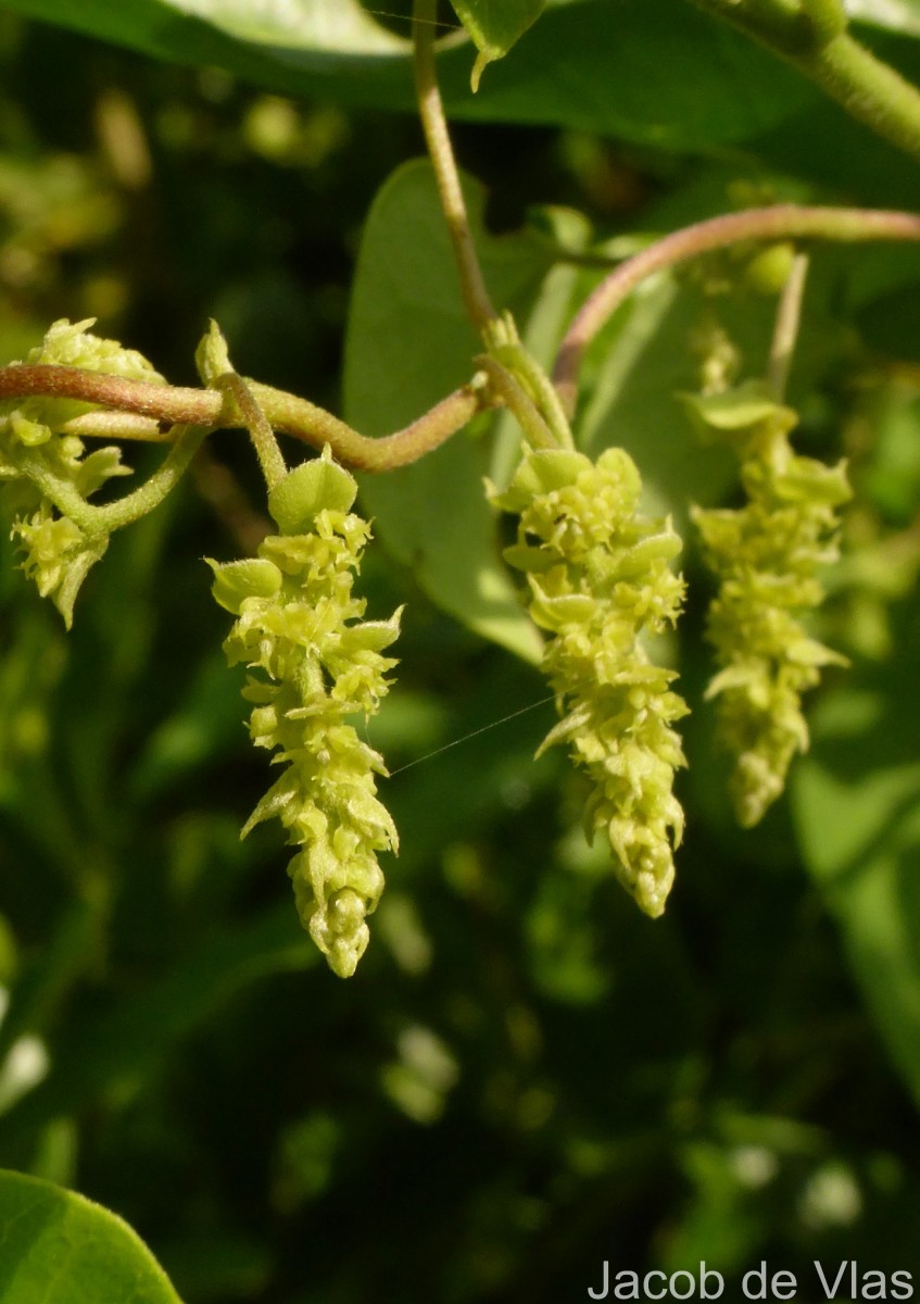 Cissampelos pareira L.